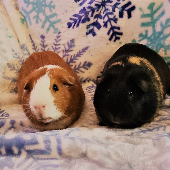 New Eden Thrift - Picture 3 of 4